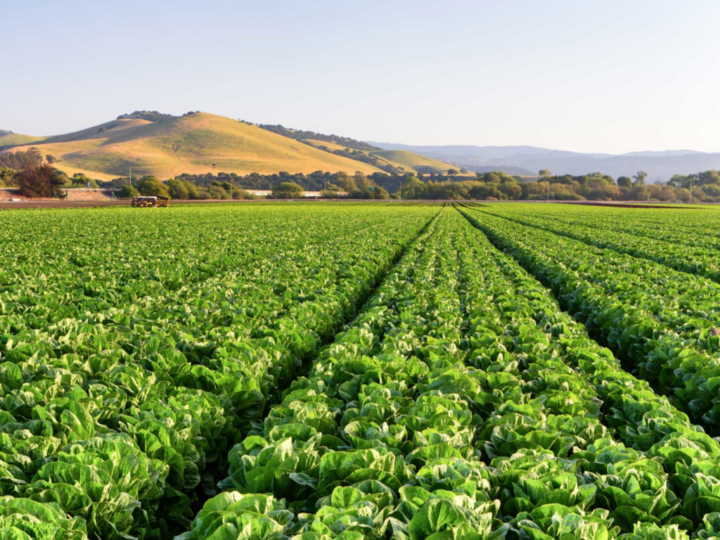 L’Agriculture Végane pourrait être La Philosophie Agricole dont Le Monde a besoin – GREEN QUEEN 24.12.2020